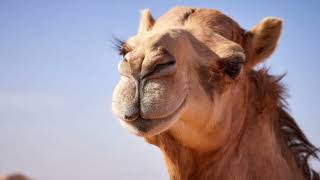 Facts About Dromedary Camel [upl. by Ikkela309]