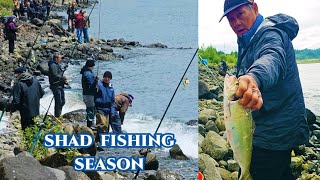 Shad Fishing Season at Bonneville Dam [upl. by Teiv350]