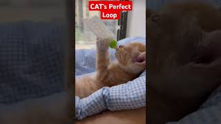 Cat using feeder Drinking milk like a Baby shortsvideo cat catlover [upl. by Tedmund]