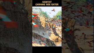 Habitat Carmine Bee Eater [upl. by Tebor637]