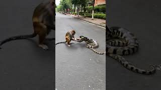 Monkey and Python Play in the Streetmonkey python anime wildlife [upl. by Downing614]