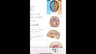 Ch 12 2 Lecture The Cerebral Cortex Cerebral White Matter and Basal Nuclei [upl. by Airotcivairam]