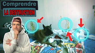 COMPRENDRE LA DESTRUCTION chez le chien  astuces [upl. by Capone]