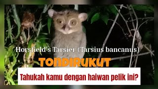 Horsfields Tarsier Tarsius bancanus [upl. by Eihs]