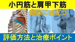 肩関節周囲炎と腱板損傷の評価と治療：小円筋と肩甲下筋の解説 [upl. by Honora514]