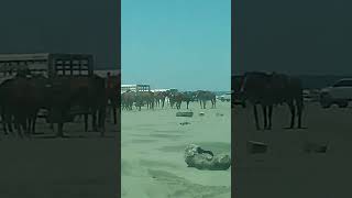 Ocean Shores WA  Access to beach [upl. by Neeluqcaj]