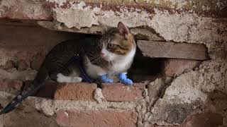 Traveling Cat Visits Mysterious Ruins [upl. by Garap]