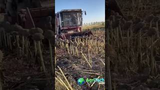 How Amazing Sunflower Seeds Are Harvested 🌻 [upl. by Kajdan985]