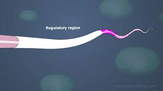 Lac operon animation 3D Biology [upl. by Eniamrej]