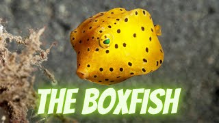 The Boxfish the surprisefilled safe of marine life [upl. by Warring141]