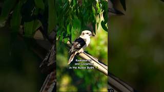 Kookaburra Sounds and Cockatoos wildlife animals birds nature sounds 💞🤟 [upl. by Sairtemed974]