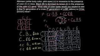 How to solve dihybryd cross genetics problems  step by step [upl. by Neron216]