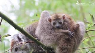 A Baby Crowned Lemur Has Been Born At Howletts Wild Animal Park [upl. by Nolham]