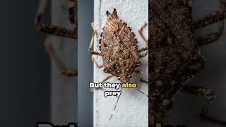 Stink Bug Invasion Why Are They Everywhere [upl. by Ettesus]