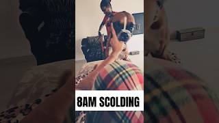 🔥8AM Scolding trending shortsfeed viral shorts funny doglover boxer [upl. by Enimassej]