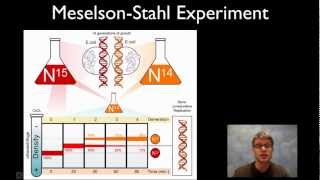 MeselsonStahl Experiment [upl. by Llevrac]