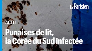 Les punaises de lit envahissent la Corée du Sud [upl. by Devonna]