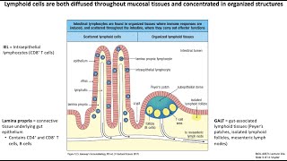 Lecture 10a Mucosal Immunology [upl. by Dnilazor]