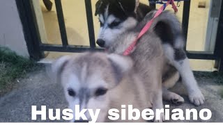 husky siberiano y su cresimiento [upl. by Yila444]