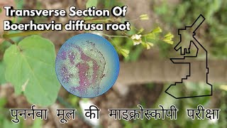 Transverse Section Of Boerhavia diffusa root  TS Of Punarnava root [upl. by Drawoh]