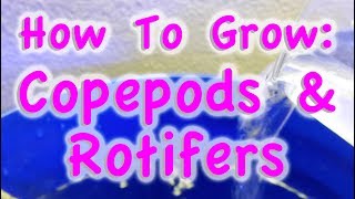 How to grow CopePods amp Rotifers for marine aquarium [upl. by Maximilianus]