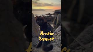 Life’s sweet 😺 sunset arctic Lofoten ocean seashore cat kitten cats kittens catlover [upl. by Arabele]