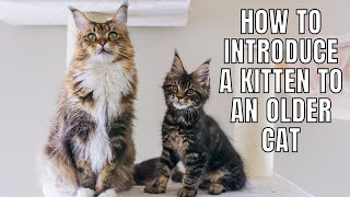 5 Tips on Introducing a Kitten to an Older Cat [upl. by Nahsab]