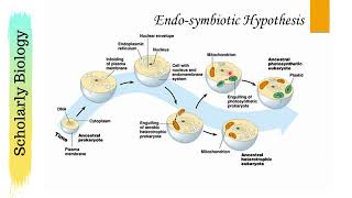 Endosymbiotic Hypothesis  Biology Class 11NEET [upl. by Rehpotsyrk]