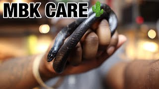 Mexican Black Kingsnake Care  MBK [upl. by Naejamron]