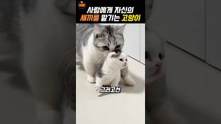 ❤️700만❤️자신의 새끼를 맡기는 어미 고양이 [upl. by Novel]