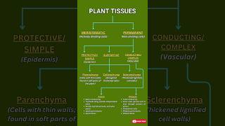 Plant Tissues Explained Meristematic Permanent Xylem amp Phloem  Biology Quick Guide [upl. by Breen]