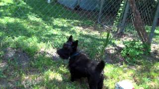 Rocky the Scottish Terrier barking [upl. by Ahsitnauq447]