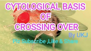 Cytological Basis Of Crossing Over  Genetics [upl. by Belamy952]