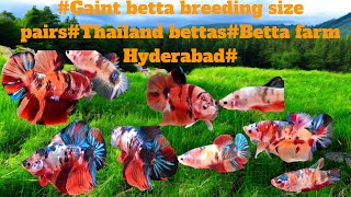 Gaint bettas breeding pairsThailand bettasBetta farm Hyderabad [upl. by Niawd831]