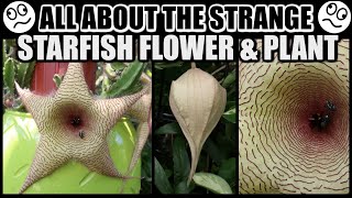 SPECTACULAR STARFISH BLOOMS FACTS amp CARE  Stapelia gigantea The Starfish Plant [upl. by Ornstead]