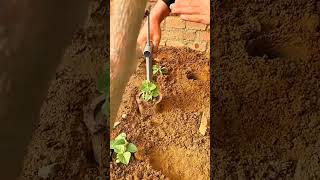 Soil samples tester or soil probe gardening smartgadgets dailylife dailyfacts [upl. by Lazaro976]