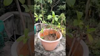 Allamanda plant grow with cuttings plantgrowingtips viral shorts plantcare [upl. by Joline834]