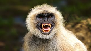 Angry Langur Sound To Scare Monkeys Away [upl. by Bega734]