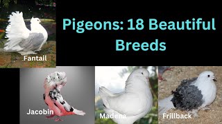 Pigeons 18 Beautiful Breeds [upl. by Ylrehs]