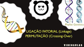 Ligação fatorial Linkage e Permutação Crossing Over [upl. by Magdaia]