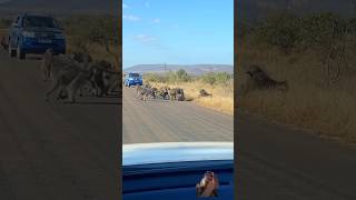 Leopard has allbaboons fight 😅😍leopardmonkeyshorts fightingbaboonsternding viralviralvideo [upl. by Lodmilla603]