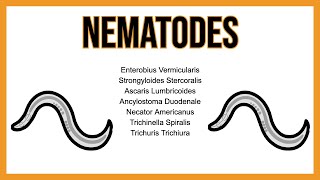 Nematodes INTESTINAL parasites [upl. by Ybroc]