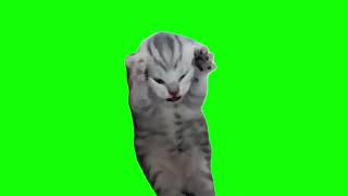 Green Screen Dramatic Kitten Meme  Screaming Cat Meme [upl. by Gnep]