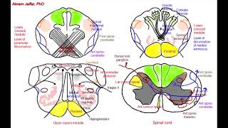 Medulla oblongata simplified sections of internal structure [upl. by Kathlene]