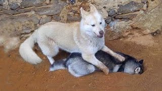 The most DRAMATIC DOG in the world 🤣🐶 NEW Funny Dog Videos [upl. by Oiluj]