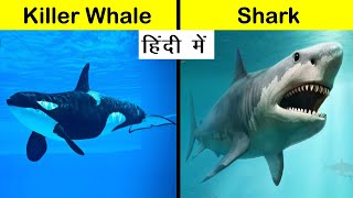 Killer Whale vs Shark Comparison in Hindi Shorts Short [upl. by Hanad]