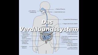 Das Verdauungssystem  Anatomische Begriffe [upl. by Stelmach]