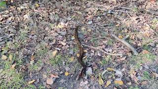 Rattlesnake on a trail near Jim Thorpe PA [upl. by Garate531]