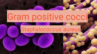 Staphylococcus aureus in urduhindi [upl. by Branen]