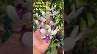 orchidnursery onlinesale najisworld shorts  minimum 5 compഓ 650 [upl. by Bellamy312]